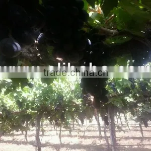 INDIAN FRESH BLACK GRAPES thumbnail-1