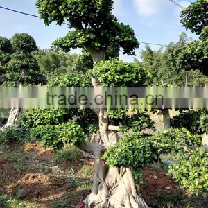 Woody Large Indoor Plants for Sale thumbnail-5