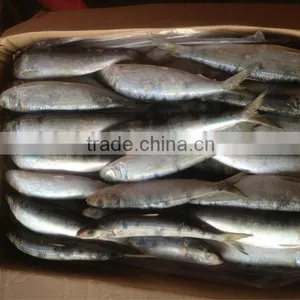 For Bait Fish Whole Round Frozen Sardines 8-10pcs/kg thumbnail-1