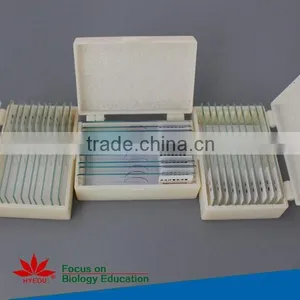 Embryology Slides Individual Microscope Prepared Slide thumbnail-2