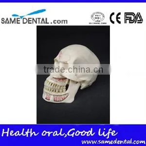 Dental Ten Section Skull Model DEA-40 thumbnail-1