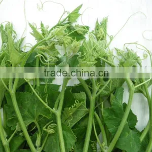 High Yield OP Pumpkin Seeds For Collecting Leafs VGPL 03 thumbnail-1