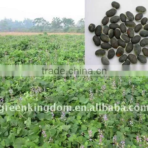 Cattles Loved Forage Plant Lablab Bean Seed thumbnail-1