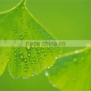 High Quality Natural Ginkgo Biloba Extract/Ginkgo Biloba Extract Powder thumbnail-2
