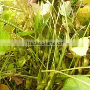 Dried Black Soybeans With Yellow Kernel thumbnail-2