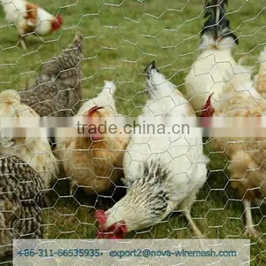 China Supplier, Animal Wire Mesh/chicken Netting/chicken Cage thumbnail-2