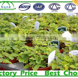 Low Cost 100,150,200 Micron Tunnel Multi Span Plastic Film Agricultural Commercial Greenhouse thumbnail-6