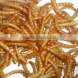 Good Quality Pet Food Yellow Mealworms Animal Feed thumbnail-1