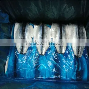 Best Season Frozen Fresh Fish Mackerel thumbnail-1