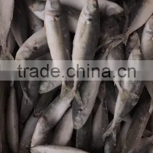 IQF Frozen Horse Mackerel/round Scad thumbnail-2
