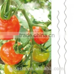 Tomato Stake Spiral thumbnail-1