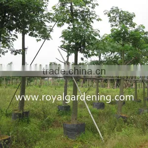Chorisia.speciosa Flowering Project Trees thumbnail-1