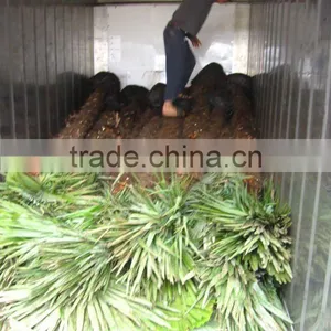 Trachycarpus Fortunei Leaves thumbnail-1