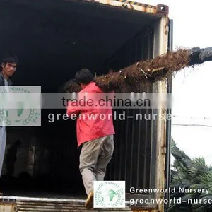 Trachycarpus Fortunei Loading Inside thumbnail-1