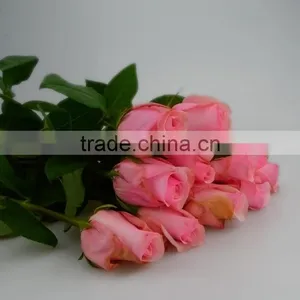 Roses in Delhi Fresh Roses From Kunming Yunnan thumbnail-1