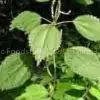 6, 7-dihydroxybergamottin(DHB) thumbnail-1