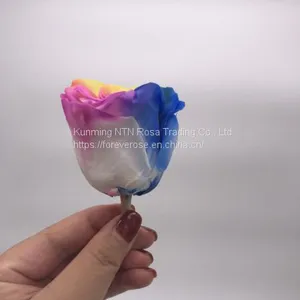 Preserved Rose Preserved Flowers Dried Flowers Birthday Valentine Party Wedding thumbnail-3