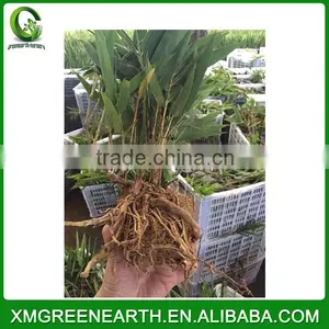 PHYLLOSTACHYS PUBESCENS -- Moso Bamboo Small Plant in Plastic Pots (4) thumbnail-1