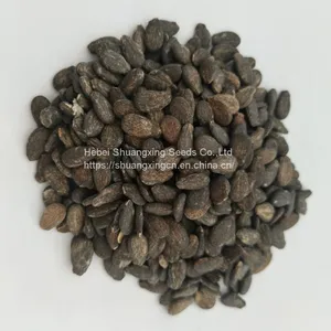 Good Flavor Hybrid Golden Yellow Rind Watermelon Seed thumbnail-3