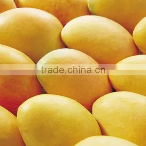 Frozen Mango Pulp thumbnail-1