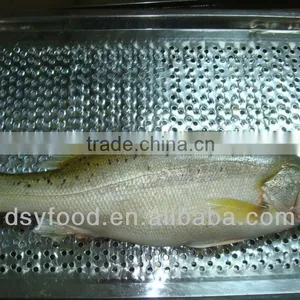 Frozen Japanese Seabass thumbnail-1
