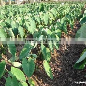 HOT PRODUCT FROZEN TARO - HIGH QUALITY thumbnail-3