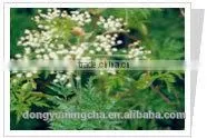 Szechwan Lovage Rhizome P.E. thumbnail-2