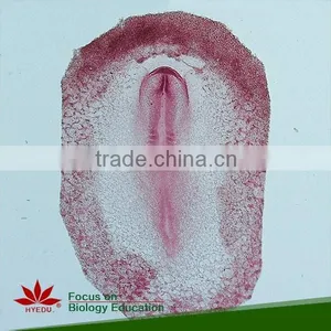 100pcs/set Histology and Embryology Microscope Glass Slides thumbnail-2