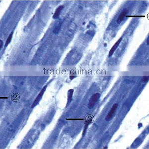 Microslide Zea Mays,Indonesia Microscope Glass Slide thumbnail-4