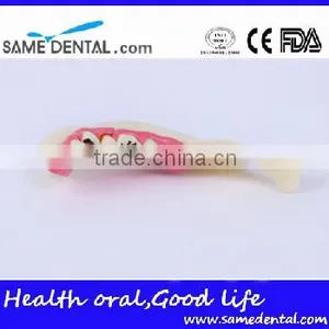 Hemi Mandible Anatomical Model Dental Eduction Assitant No. DEA-18 thumbnail-1