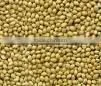 Good Quality Coriander Seed thumbnail-1