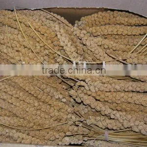 Yellow Millet Sprays thumbnail-1