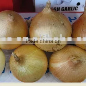 Yellow Onion thumbnail-1