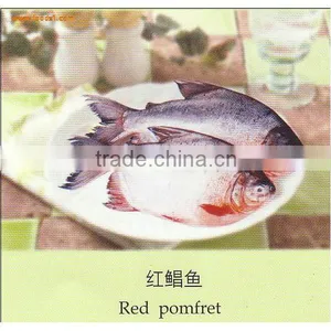 Best Quality Frozen Fish and Sea Food for Sale thumbnail-1