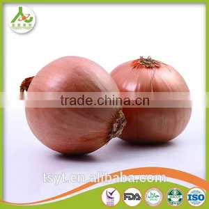 Fresh Yellow Small Onion in China thumbnail-6