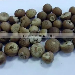 BETEL NUT thumbnail-2