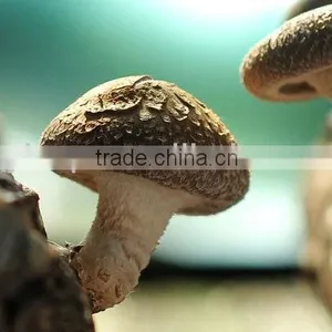 Fresh Shiitake thumbnail-1