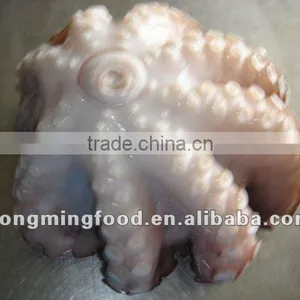 Octopus Vulgaris thumbnail-1