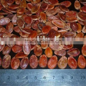 High Quality Red Watermelon Seeds for Worldwide Importers thumbnail-1
