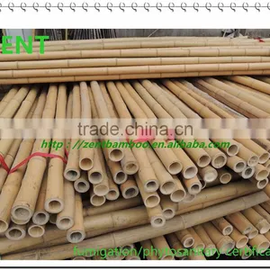 ZENT--121 Bamboo Poles/ Bamboo Cane thumbnail-1