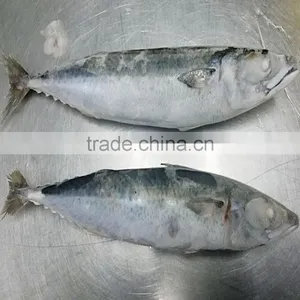 Pacific Mackerel Cheap Fish thumbnail-3