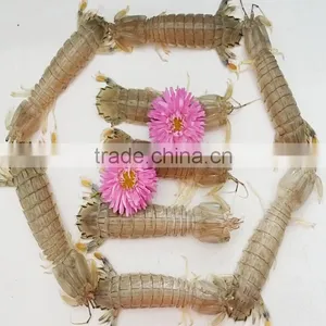 Mantis Shrimp thumbnail-2