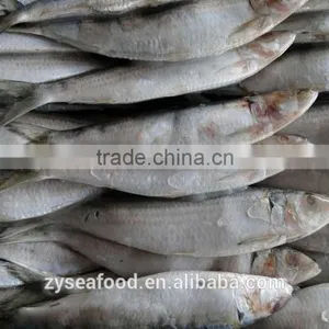 Block Shape W/R Sardine Best Exporter thumbnail-1