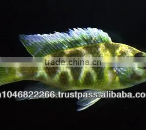 Cichlid Fish Farm for Sale and Export thumbnail-3