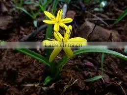 Curculigo Orchioides thumbnail-1