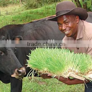 Automatic Soilless Cultivation Seeds Grains Sprouting Machine for Growing Livestock,animal,cattle,sheep Fodder thumbnail-2