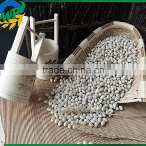 Chinese White Kidney Beans (navy Type) thumbnail-1