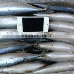 2016 New Caught Whole Round Mackerel 300-400g for Market thumbnail-1