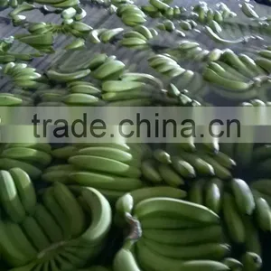 Fresh Green Cavendish Banana 2015 thumbnail-1