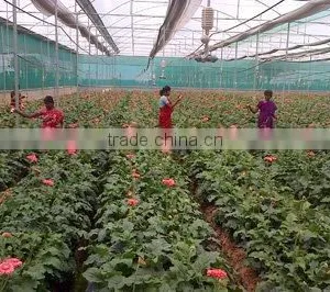 Fresh Cut Flowers Available... thumbnail-2